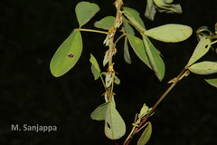 Indigofera santapaui